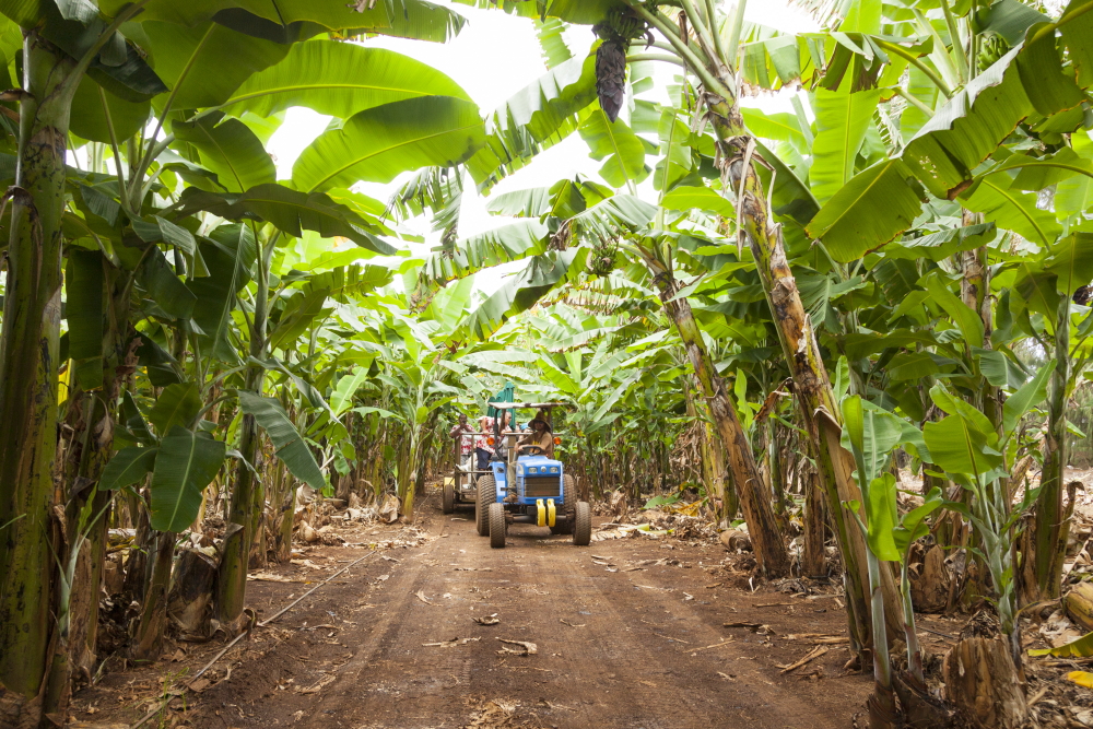 カフクファーム／Kahuku Farms