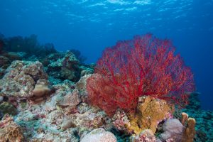 ハワイの思い出をいつも身に着けたい方へ。ハワイのサンゴからパワーをもらう。