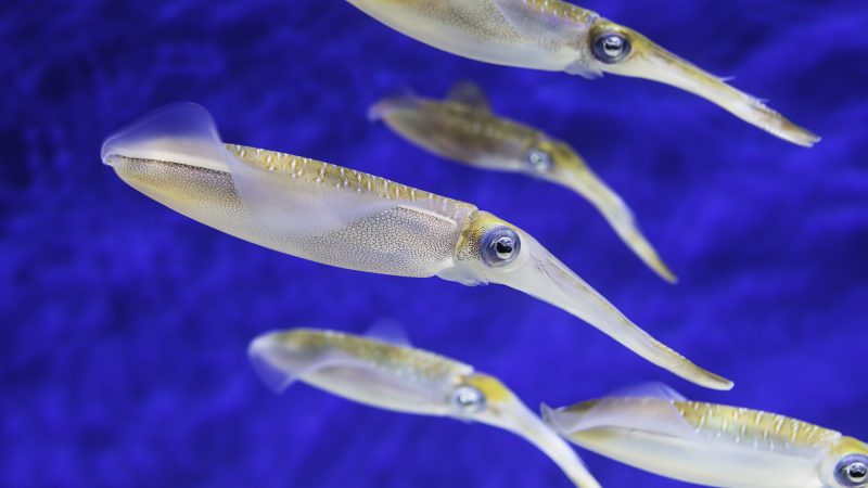 ハワイの四大神のひとりは、イカ？海の神カナロア