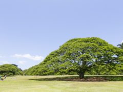 カメハメハ一族にゆかりのある観光スポット