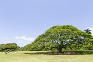 カメハメハ一族にゆかりのある観光スポット