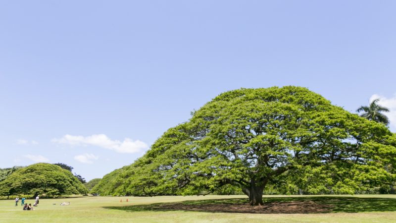 カメハメハ一族にゆかりのある観光スポット