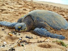 ホヌ(ウミガメ)に出会えるノースショアのビーチ