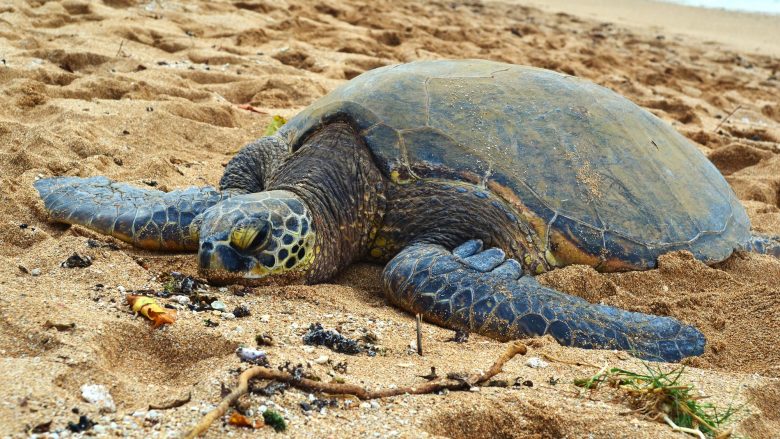 ホヌ ウミガメ に出会えるノースショアのビーチ ハワイの最新情報をお届け Lanilani