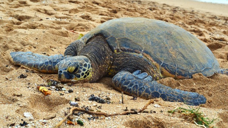 ホヌ(ウミガメ)に出会えるノースショアのビーチ