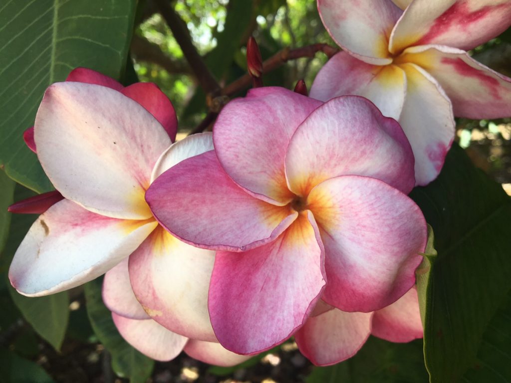 おうちをトロピカルに 自宅で育てたいハワイや南国を感じる植物5選 ハワイの最新情報をお届け Lanilani