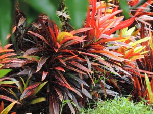 実は万能！神聖な植物ティー♪