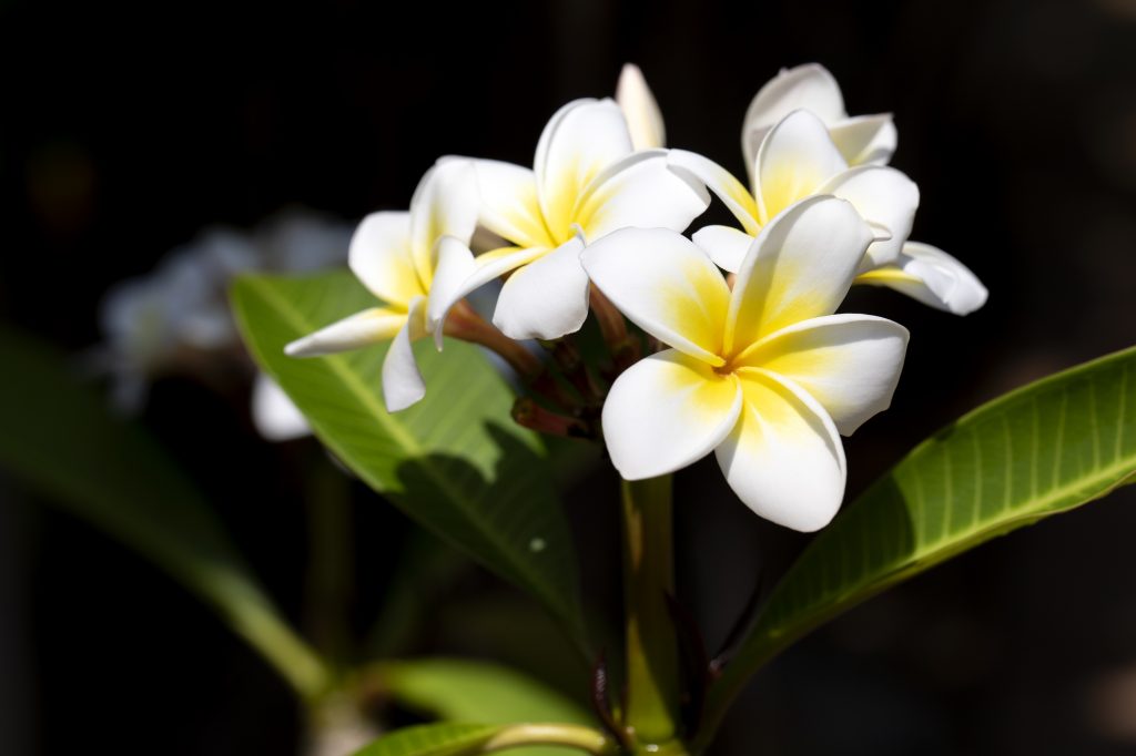 おうちをトロピカルに 自宅で育てたいハワイや南国を感じる植物5選 ハワイの最新情報をお届け Lanilani