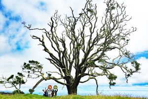 コアの木を植えて環境に貢献！ ハワイ島のエコプログラム