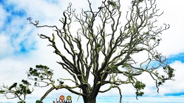 コアの木を植えて環境に貢献！ ハワイ島のエコプログラム