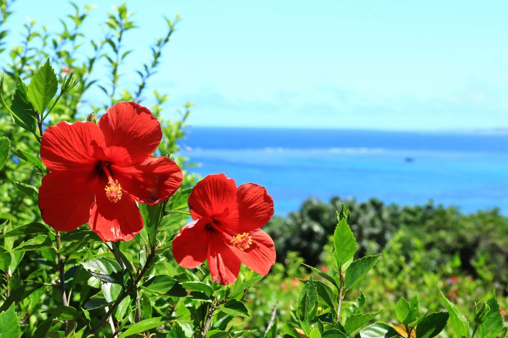 ハワイのウエディングブーケ リゾート風アレンジにおすすめのお花特集 ハワイの最新情報をお届け Lanilani