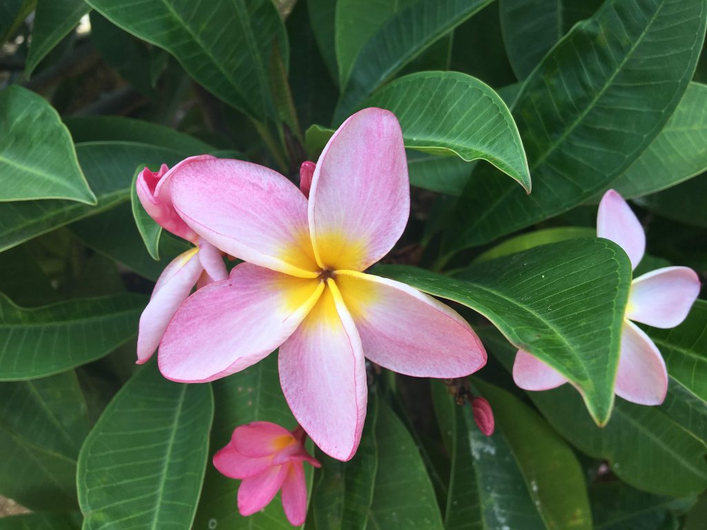 ハワイの花 プルメリアにまつわるお話 ハワイの最新情報をお届け Lanilani