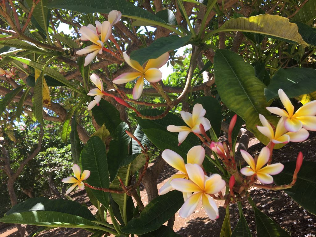 ハワイの花 プルメリアにまつわるお話 ハワイの最新情報をお届け Lanilani