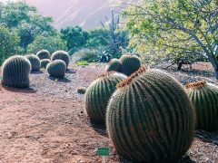 ココ・クレーター・ボタニカル・ガーデン／Koko Crater Botanical Garden