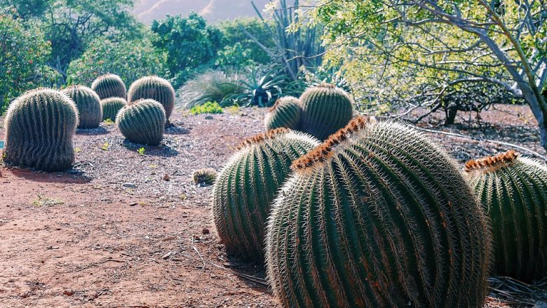 ココ・クレーター・ボタニカル・ガーデン／Koko Crater Botanical Garden