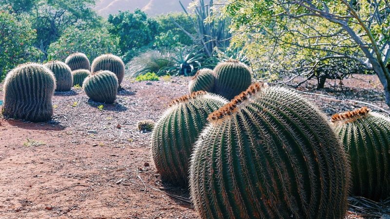 ココ・クレーター・ボタニカル・ガーデン/Koko Crater Botanical Garden
