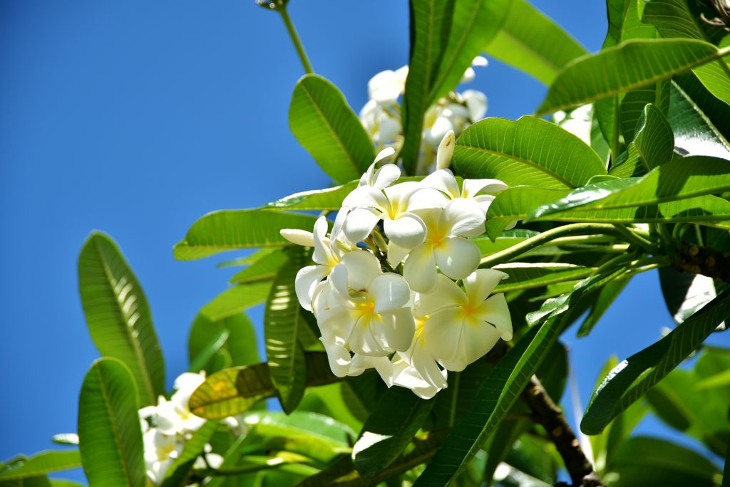 ハワイの花 プルメリアにまつわるお話 ハワイの最新情報をお届け Lanilani