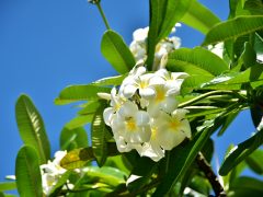 ハワイの花？プルメリアにまつわるお話