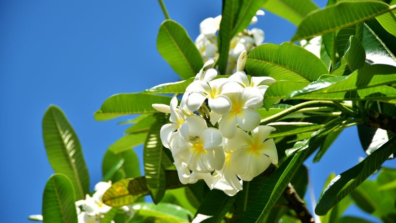 ハワイの花？プルメリアにまつわるお話