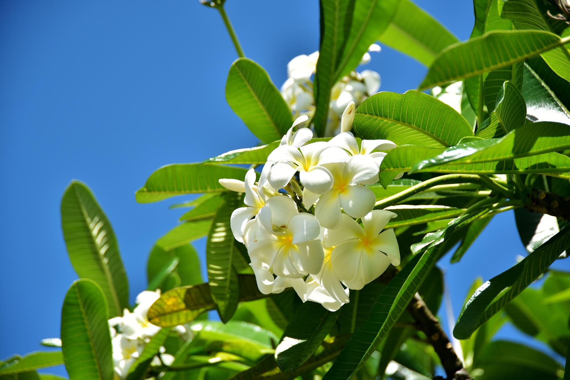 ハワイの花 プルメリアにまつわるお話 ハワイの最新情報をお届け Lanilani