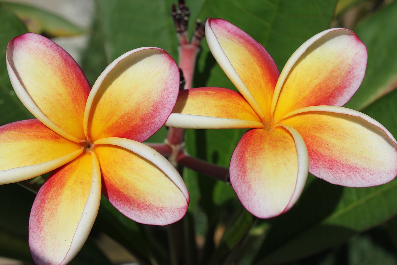ハワイの花？プルメリアにまつわるお話 | ハワイの最新情報をお届け！LaniLani