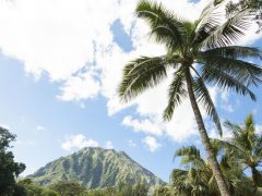 フォトジェニック！ 癒やしと絶景が楽しめるオアフの植物園