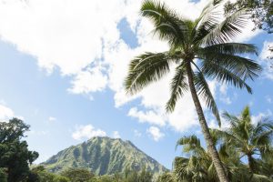 フォトジェニック！ 癒やしと絶景が楽しめるオアフの植物園