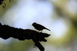 カヌー作りの女神レアの化身！ハワイ固有の小鳥エレパイオ