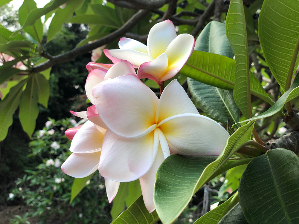 夏になると満開になるプルメリアの聖地 ココヘッドボタニカルガーデン ハワイの最新情報をお届け Lanilani