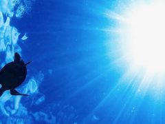 ハワイでシュノーケルをより楽しくするには？海で出会える魚たちもご紹介！