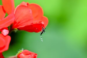 【徹底解説】ハワイに蚊はいるの？