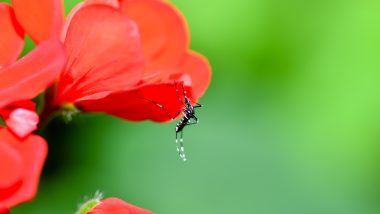 【徹底解説】ハワイに蚊はいるの？