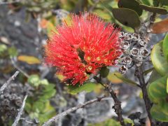 ハワイの花オヒア・レフアが大ピンチ！？