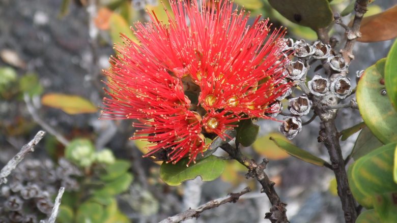 ハワイの花オヒア レフアが大ピンチ ハワイの最新情報をお届け Lanilani