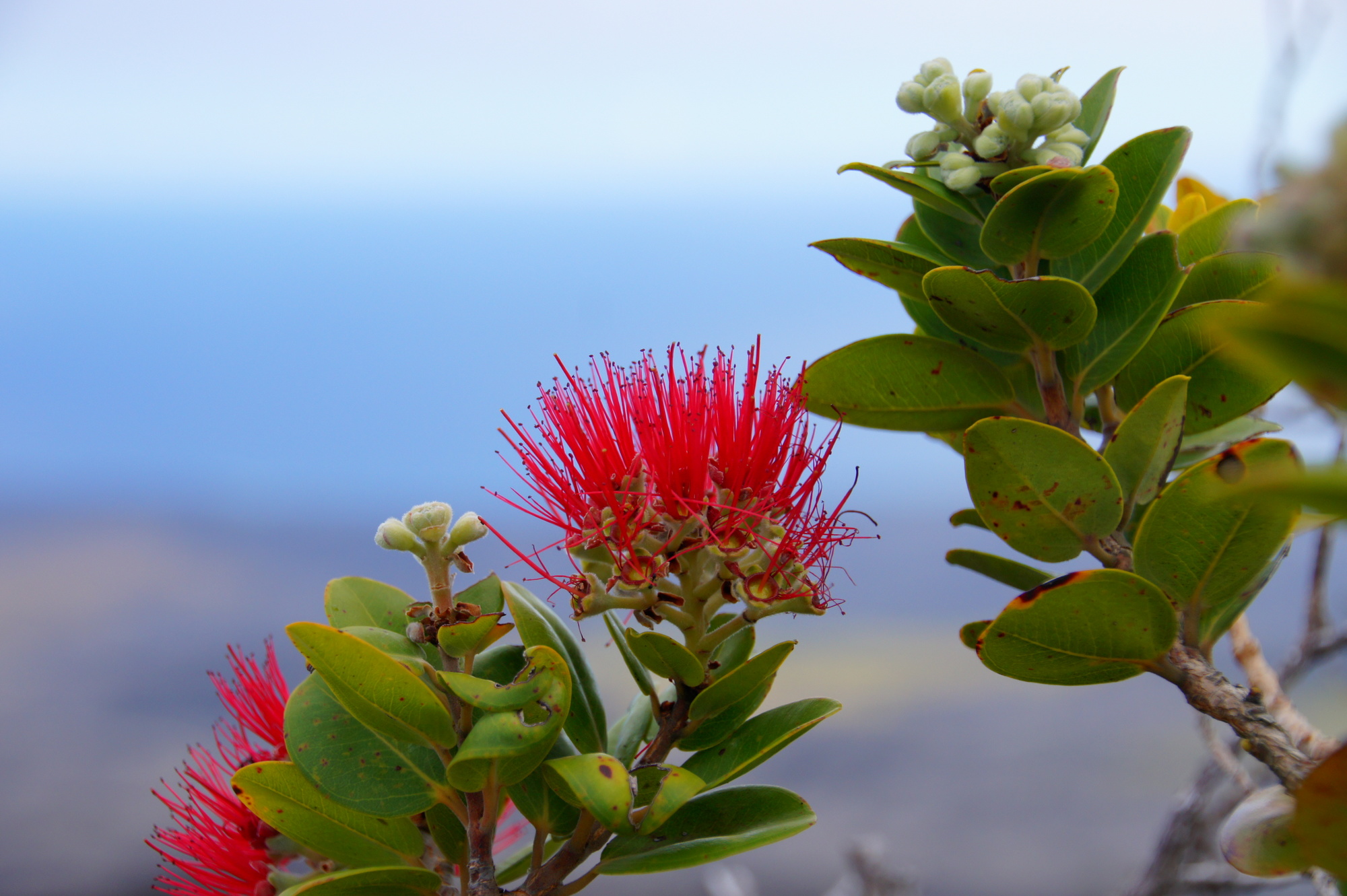 ハワイの花オヒア レフアが大ピンチ ハワイの最新情報をお届け Lanilani