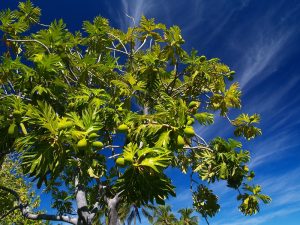 ハワイのスーパー植物 ウル