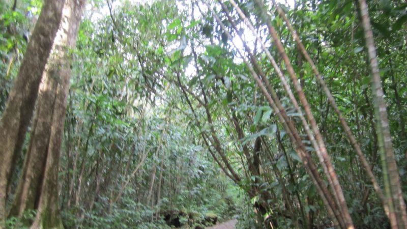 【初心者向け】ハワイで半日で楽しめるお手軽トレッキングコース 4選