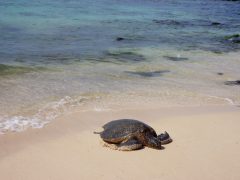 ハワイのウミガメ「ホヌ」は海の守り神！出会えるビーチは？