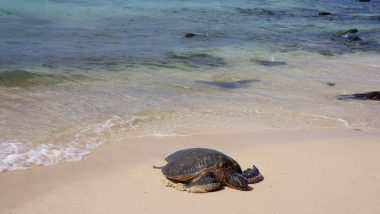 ハワイのウミガメ「ホヌ」は海の守り神！出会えるビーチは？