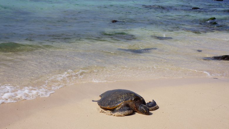 ハワイのウミガメ ホヌ は海の守り神 出会えるビーチは ハワイの最新情報をお届け Lanilani