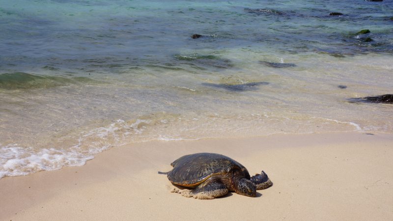 ハワイのウミガメ「ホヌ」は海の守り神！出会えるビーチは？