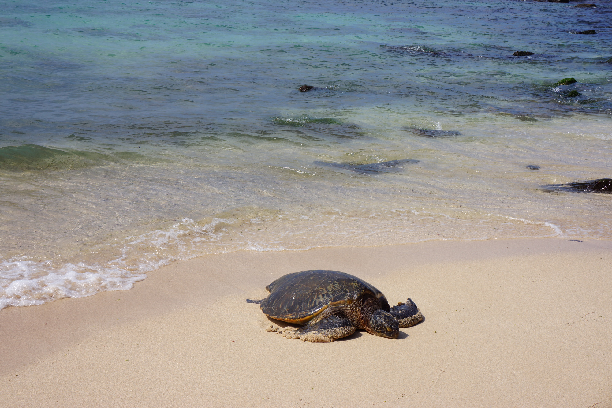 ハワイのウミガメ ホヌ は海の守り神 出会えるビーチは ハワイの最新情報をお届け Lanilani