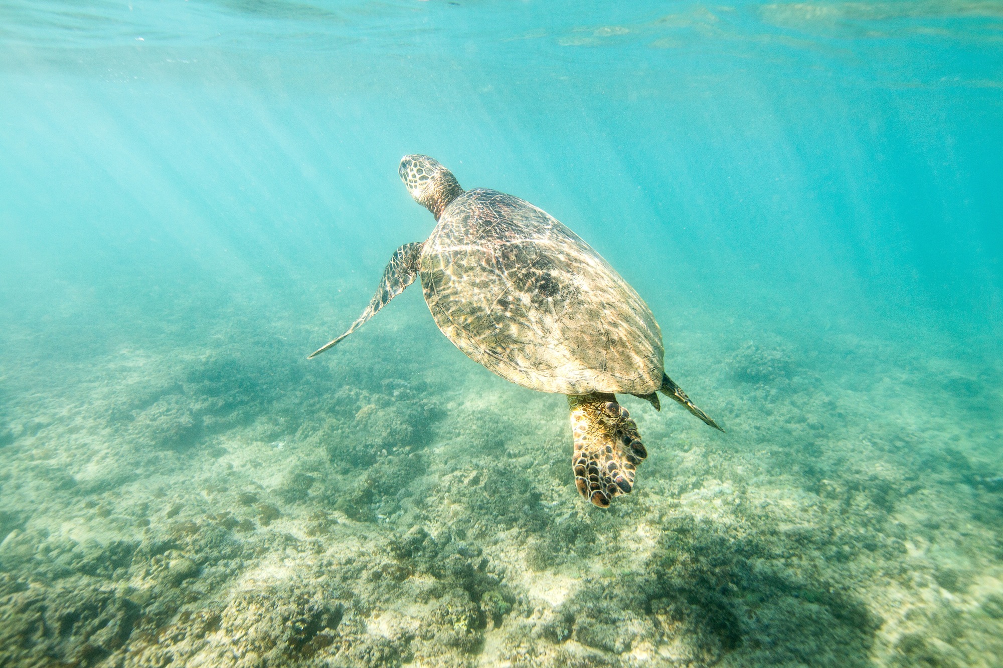 ハワイのウミガメ ホヌ は海の守り神 出会えるビーチは ハワイの最新情報をお届け Lanilani