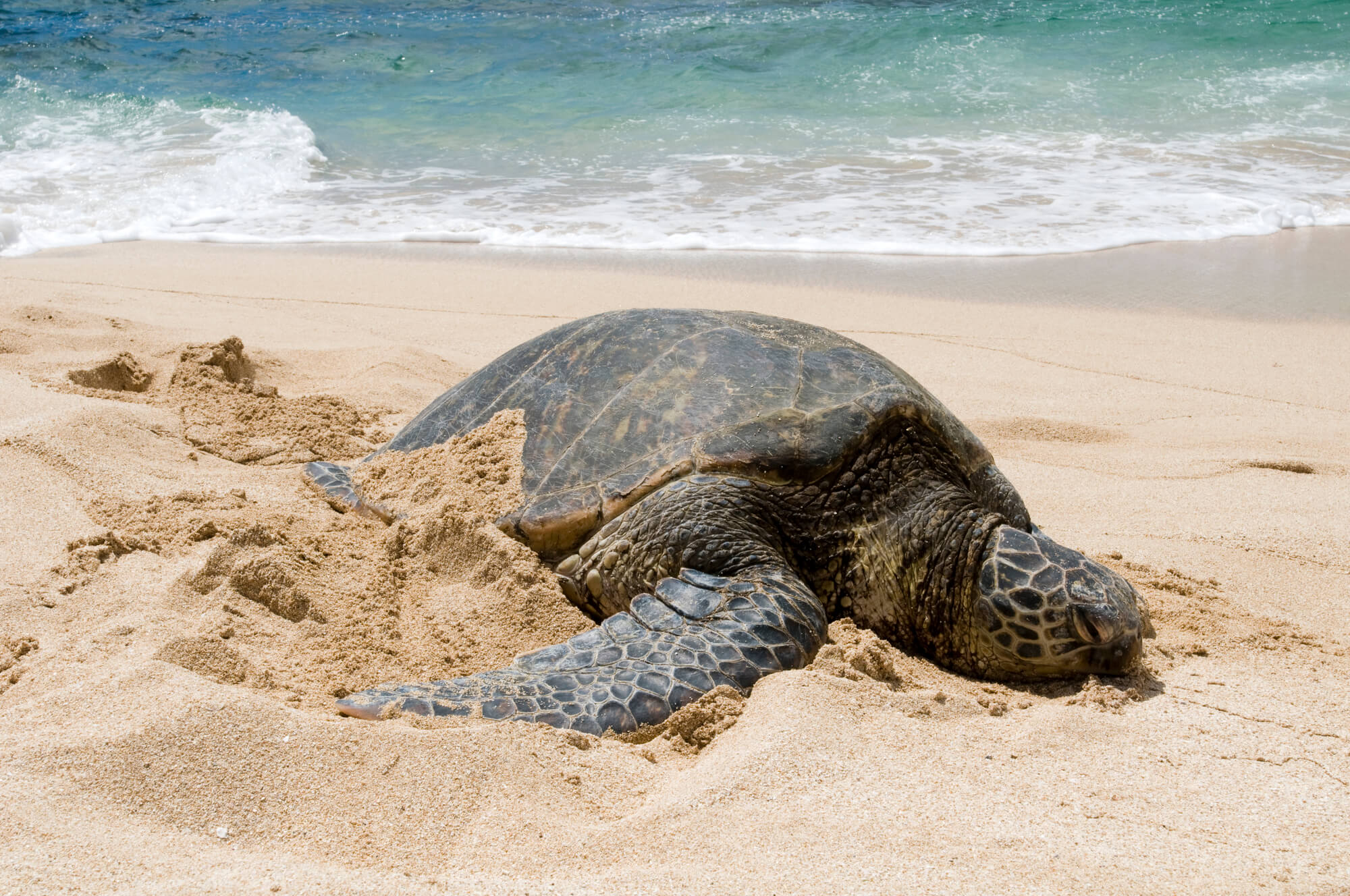 ハワイのウミガメ ホヌ は海の守り神 出会えるビーチは ハワイの最新情報をお届け Lanilani