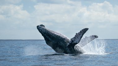 オアフ島でホエールウォッチング！おすすめのスポットをご紹介！