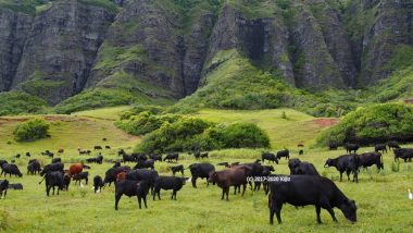 オアフ観光の定番「クアロアランチ」でロケツアーと乗馬に参加してみた！