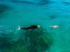 ハワイのホヌ(ウミガメ)についてもっと知ろう！最新ニュースや噂についてご紹介