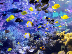 「アメリカズ・ベストビーチ」に輝いたハワイの絶景ビーチ