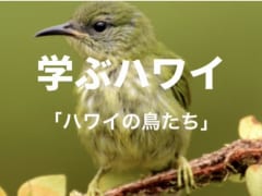 【学ぶハワイ】ハワイの鳥を学ぼう