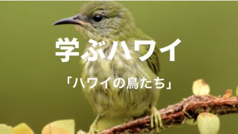 【学ぶハワイ】ハワイの鳥を学ぼう